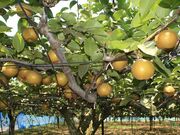 伊藤梨園の写真2