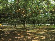 伊藤梨園の写真3