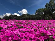 ひるがのピクニックガーデンの写真4