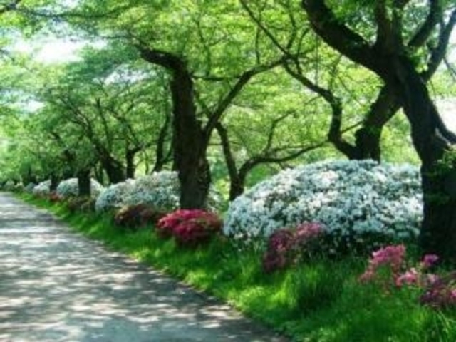 【展勝地】桜、ツツジの写真1