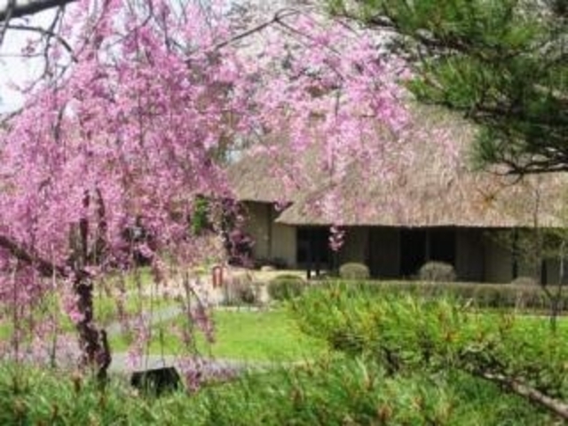 【みちのく民俗村】桜の写真1