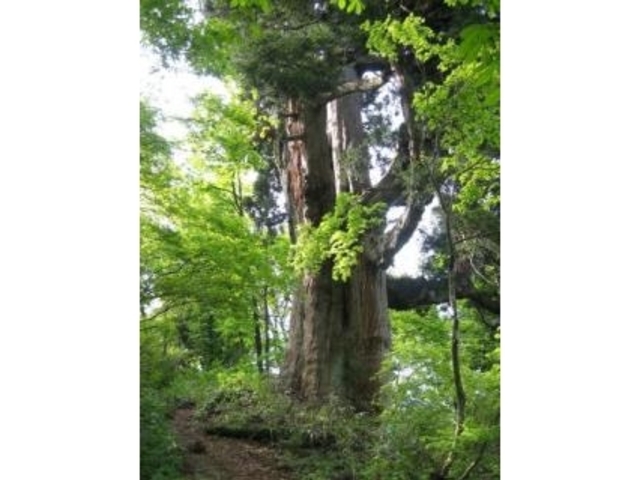 仙人峠の姥杉 の写真1