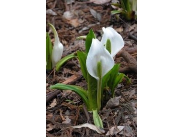 奥寺堰・ミズバショウの里の写真1