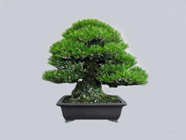 鬼無植木盆栽センターの写真1