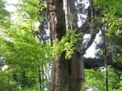 仙人峠の姥杉 の写真1