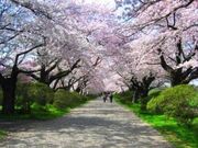【展勝地】桜、ツツジの写真2