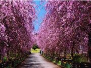 京都府緑化センターのしだれ桜の写真1
