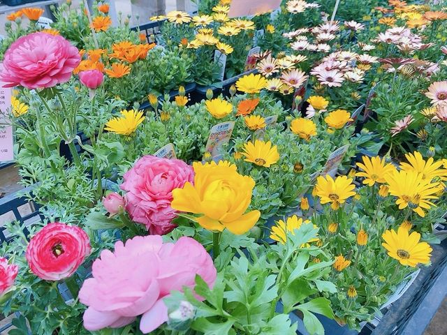 季節のお花を取り揃えております_あんずの里アグリパーク