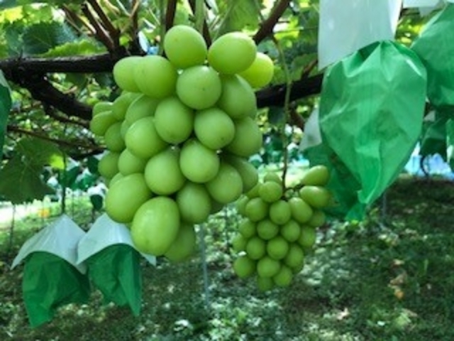 小平酒屋農場