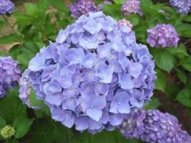 正善寺ダムの写真4