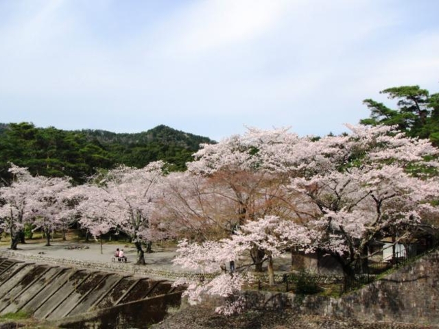 大滝峡自然公園サクラの写真1