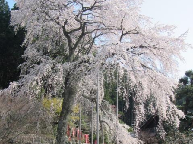 龍祥寺シダレザクラの写真1