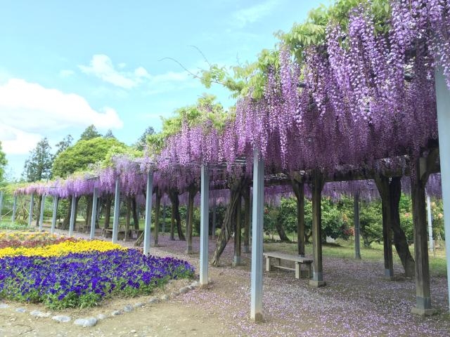 野原公園の写真1