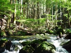 八重谷湧水の写真1