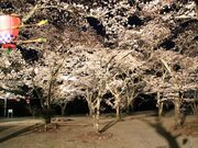 大滝峡自然公園サクラの写真2