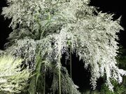 龍祥寺シダレザクラの写真2