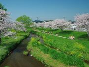 秋津川河川公園の写真1
