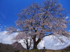 夫婦桜の写真1