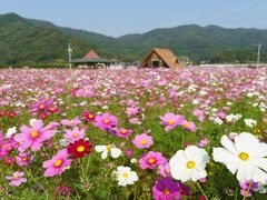 コスモス広場の写真1
