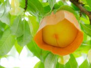 吉井農園の写真2