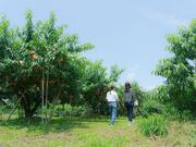 吉井農園の写真4