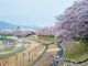 旭川さくらみちの写真3