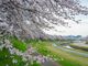 旭川さくらみちの写真4