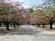 酒津公園の写真2