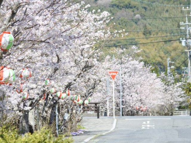 熊川河畔桜並木の写真1