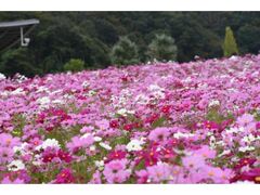 国営越後丘陵公園 コスモスまつりの写真1