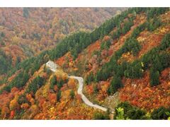 白山白川郷ホワイトロードの紅葉の写真1