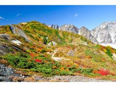 八方尾根自然研究路の紅葉の写真1