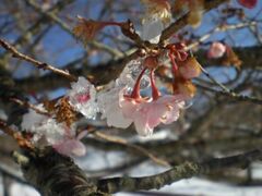 さくらの里 十月桜の写真1