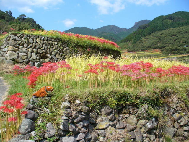 てえすけパパさんの番所の彼岸花の投稿写真1
