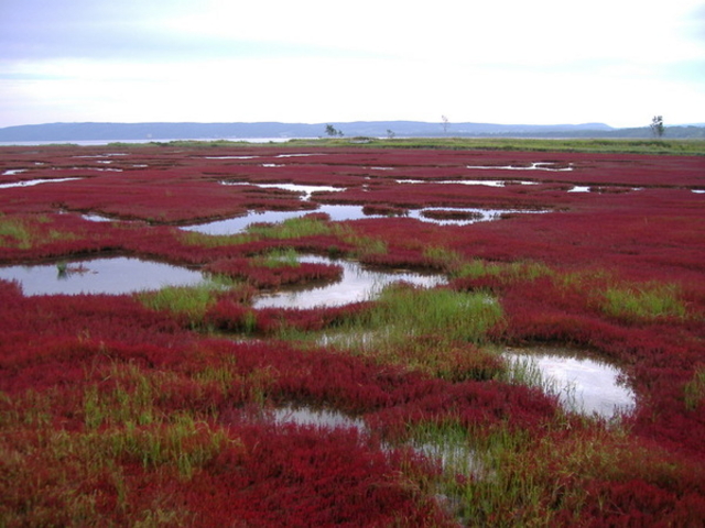 能取湖のサンゴ草群落