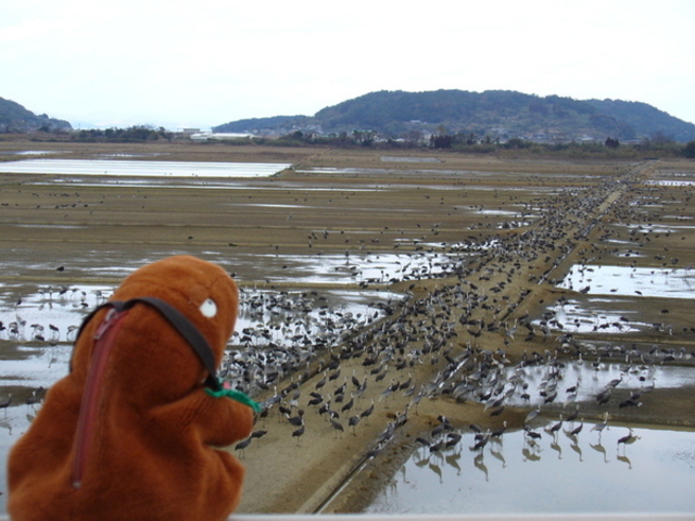 出水市ツル観察センター
