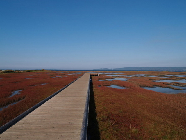 能取湖のサンゴ草群落