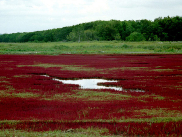 能取湖のサンゴ草群落