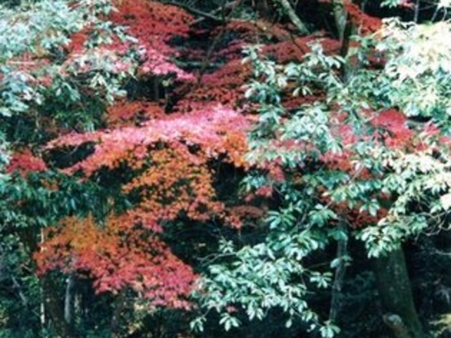 岩屋堂公園