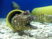ひっちぃさんの魚津水族館の投稿写真1