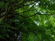 マイマイさんの中国自然歩道石見銀山街道コースの投稿写真1