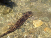 Kohzukiさんの魚ヶ滝の投稿写真1