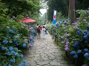 タカさんの太平山のあじさいの投稿写真1