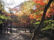 たるちゃんさんの佛通寺の投稿写真1