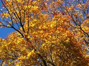 台風5号さんの沢水キャンプ場の投稿写真1