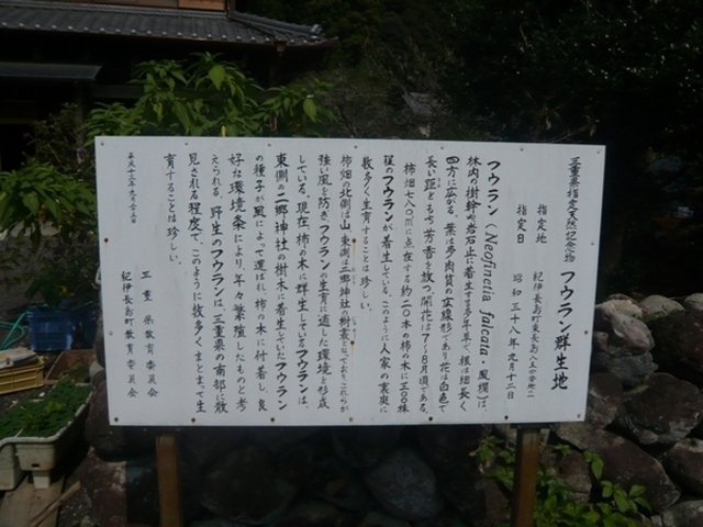 ウォーレンさんのフウラン群生地の投稿写真1