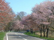 hideyosiさんの浦河町ピスカリの森の投稿写真1