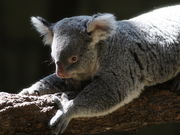 specaさんの東山動植物園の投稿写真1