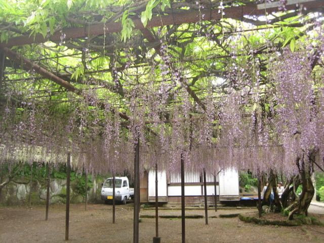 御船山楽園の藤