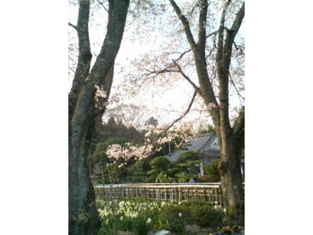 夜の森の桜並木